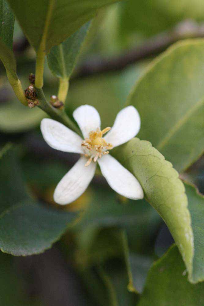            Flower (Persian SPB-7, Riverside, CA)   